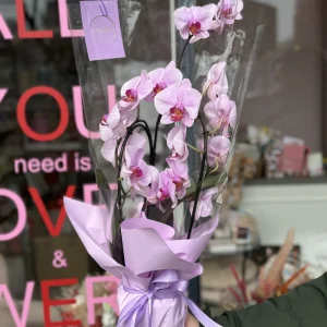 Packaged Orchid
